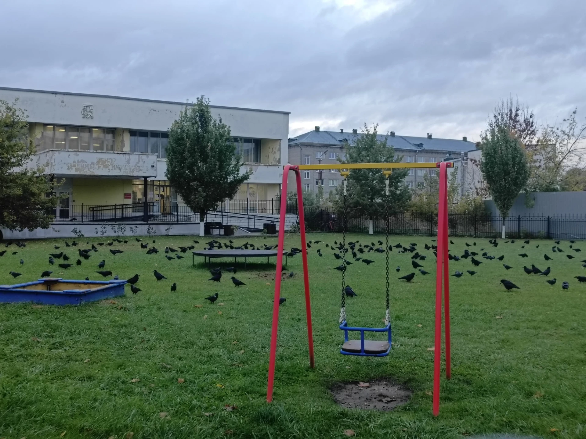 В сквере ПсковГУ нашествие грачей