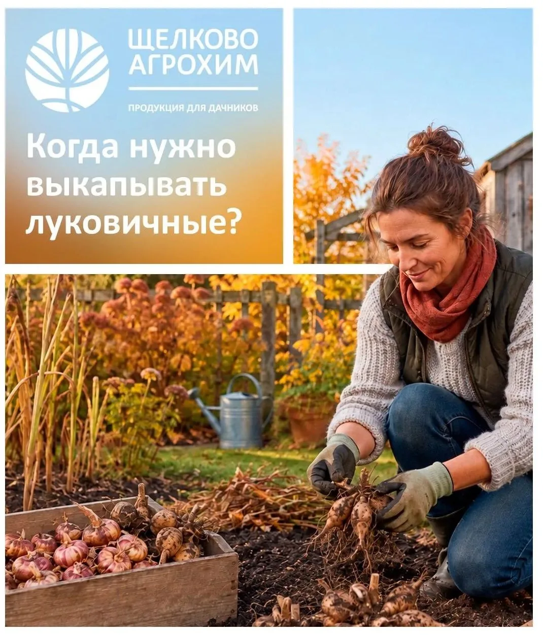 Эвакуируем луковичные в тепло! 🪏