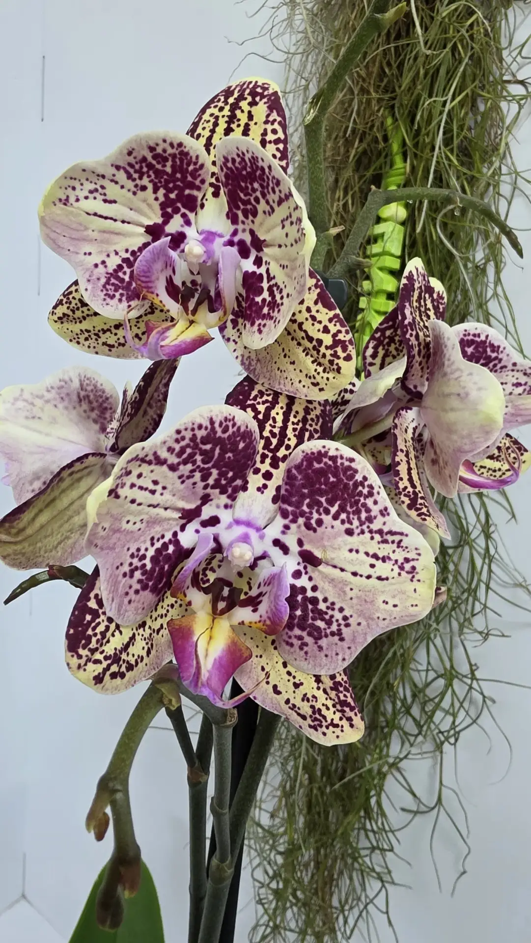 💥ПИКАССО premium orchids 💥