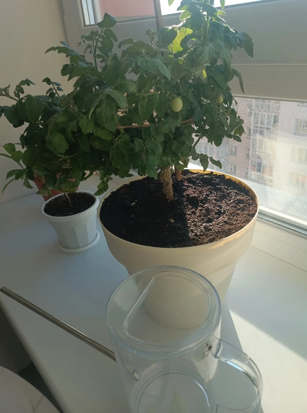 ОГОРОД НА ПОДДОКОНИКЕ🥒🍅