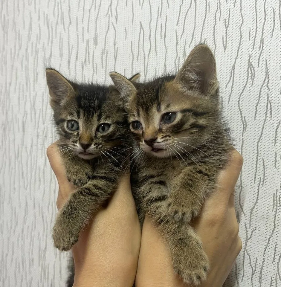 Отдам в добрые руки котят, мальчишки знают лоток, едят всё. Малышам 2 месяца, мать охот...