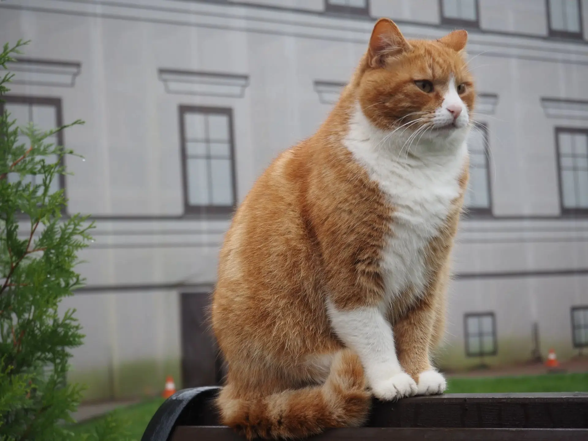 🍁🍂Постепенно к нам пришла золотая осень!🐈Наш Рыженький её очень чувствует))) Судя по...