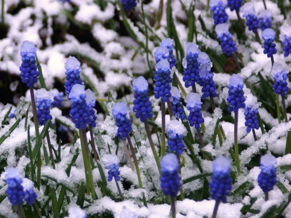 7 луковичных, которые стоит посадить этой осенью🌷