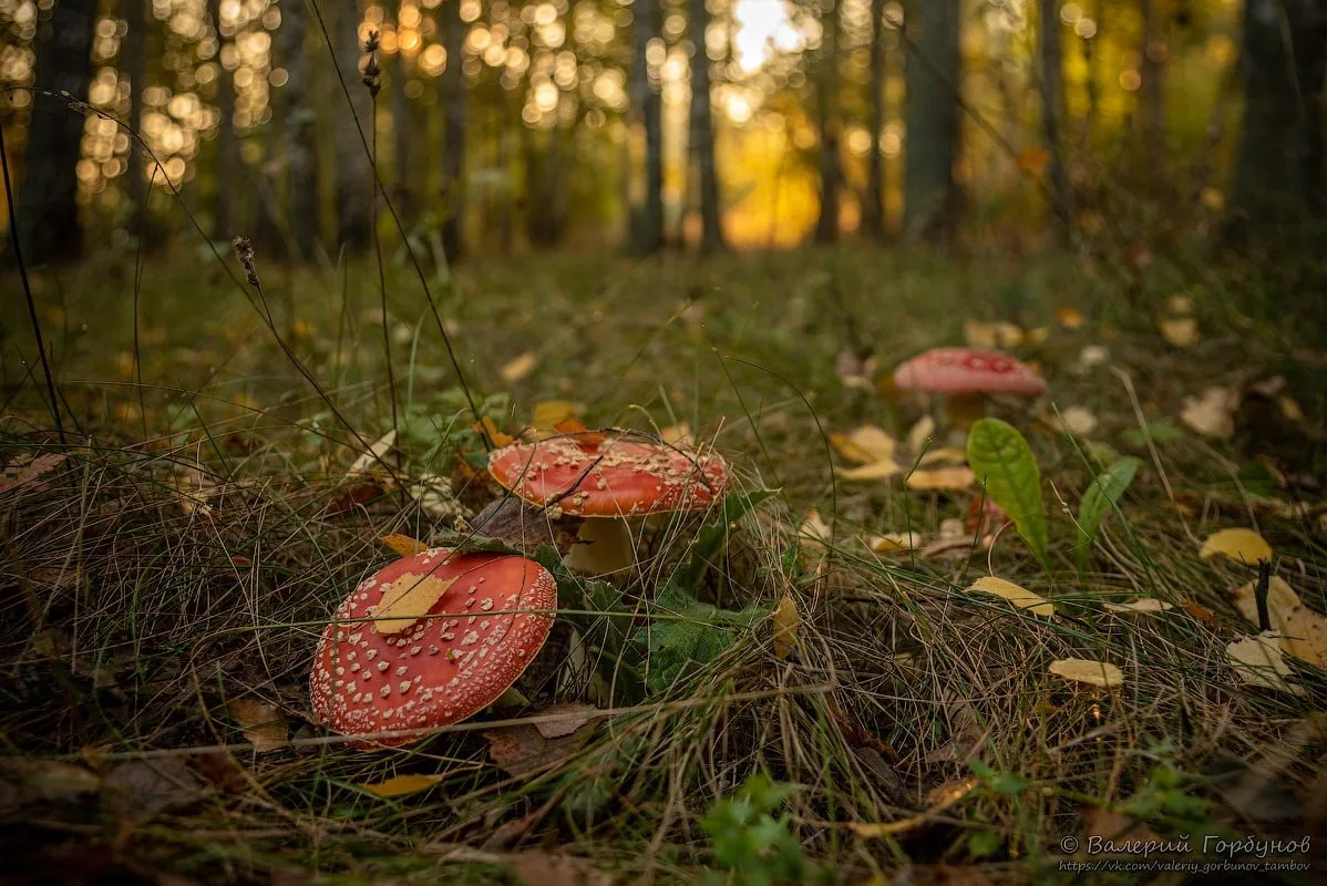 🍄 Хорошего вечера