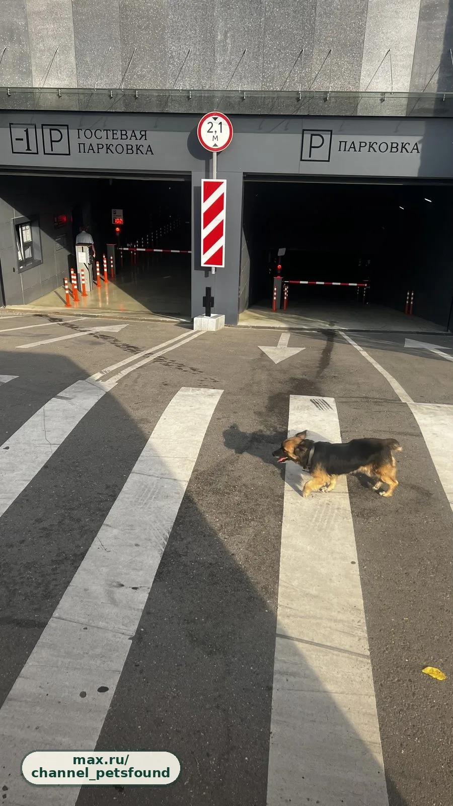 🐾 Найден питомец — Краснодар