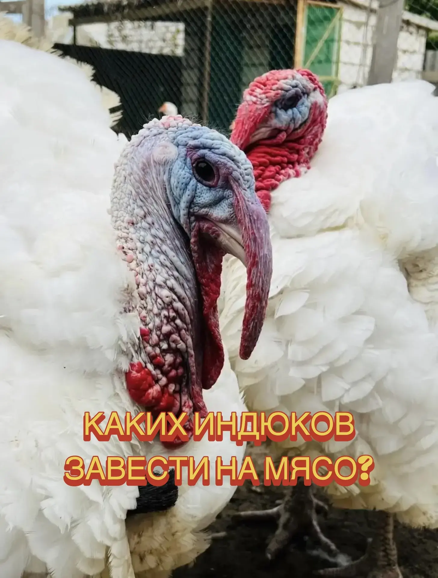 Каких индюков завести на мясо?
