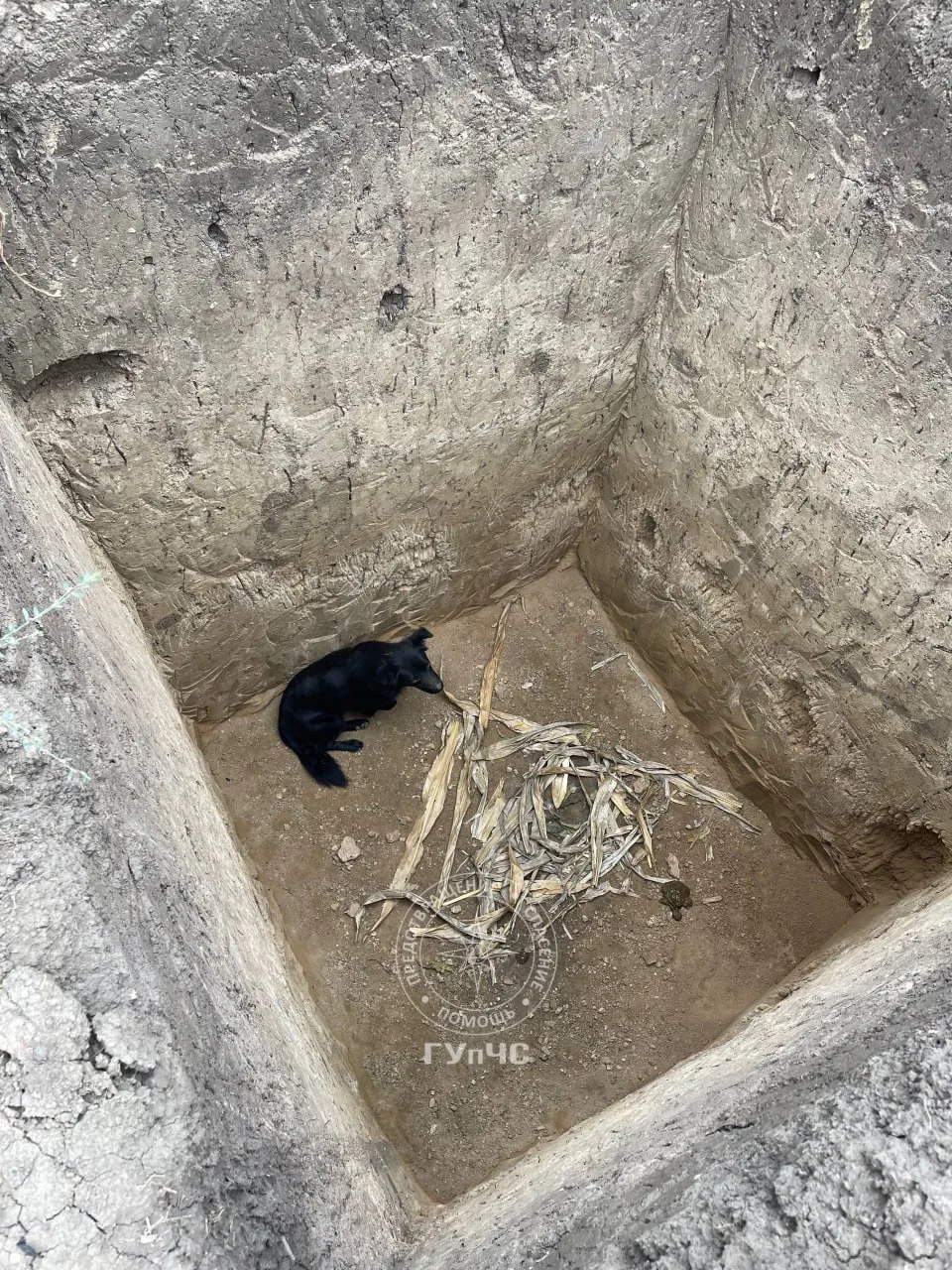 Слободзейские спасатели вытащили собаку из трёхметровой ямы