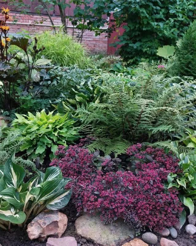 Очиток в цветнике: красив осенью и неприхотлив 🌿