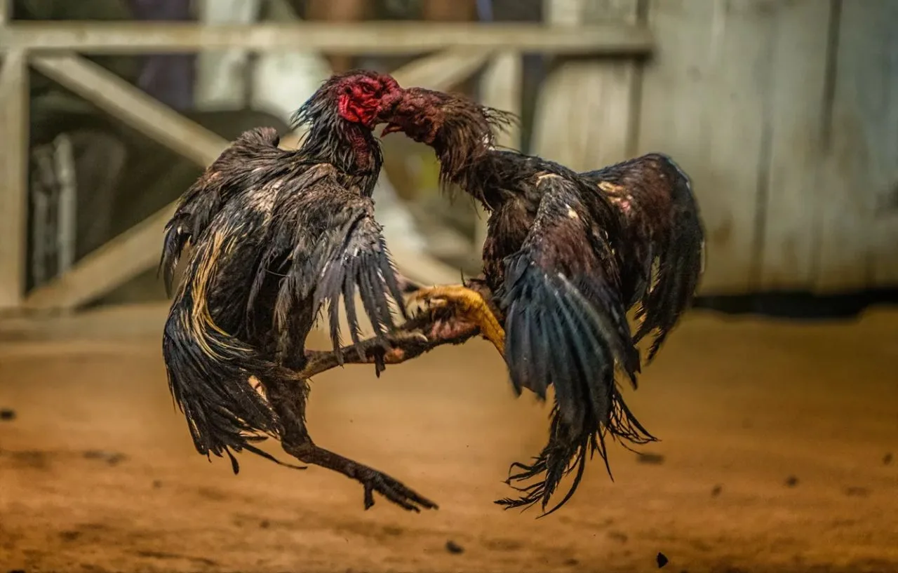❌🐔 Видео с петушиными боями запрещены в РФ