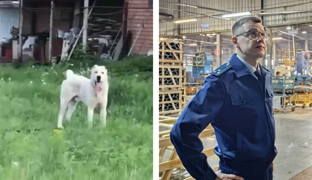 🐶Хозяина агрессивного алабая, который напал на девочку в Ставропольском районе, обязал...