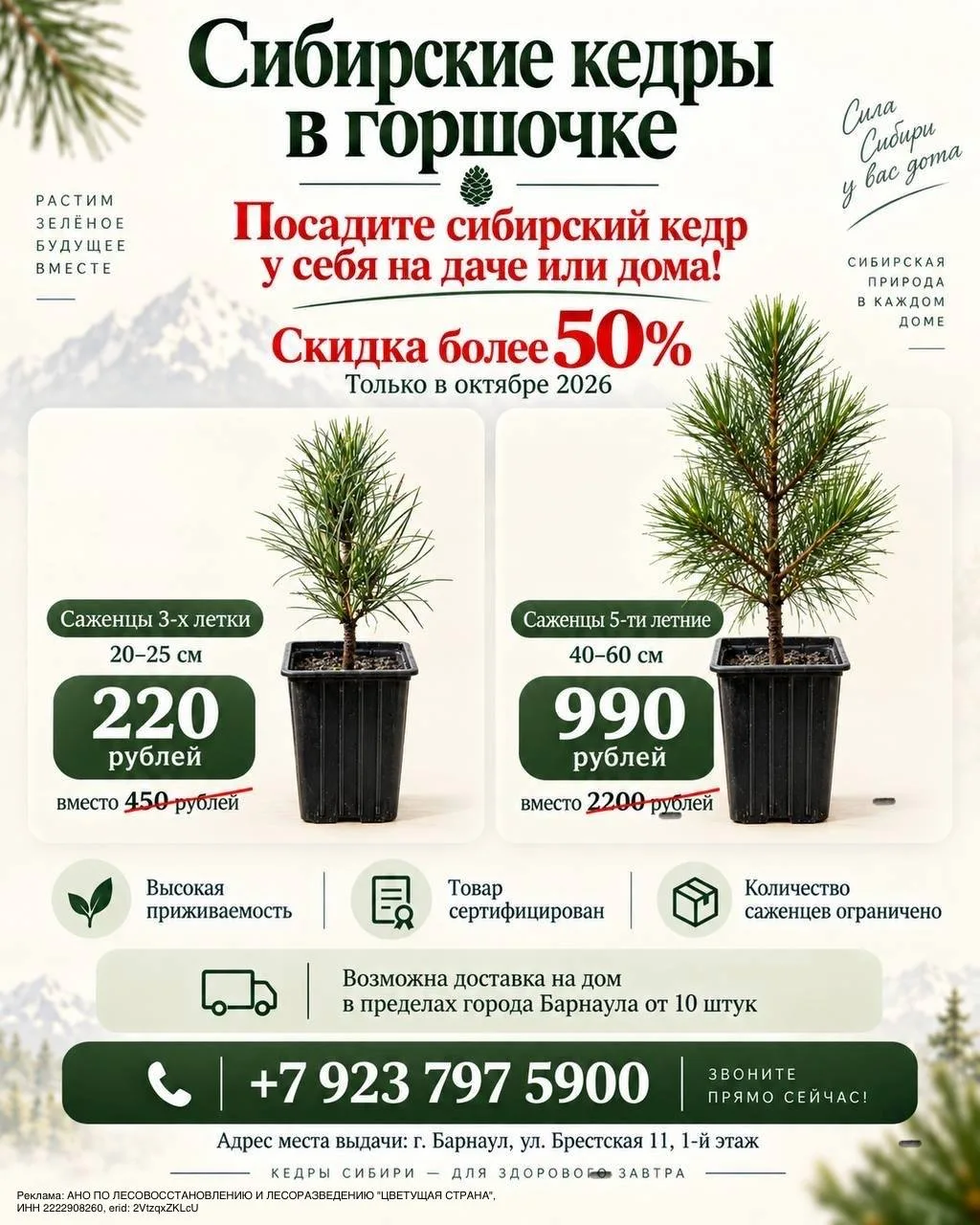 🌲 Осталось немного сибирских Кедров в горшочках со скидкой более 50% 👍