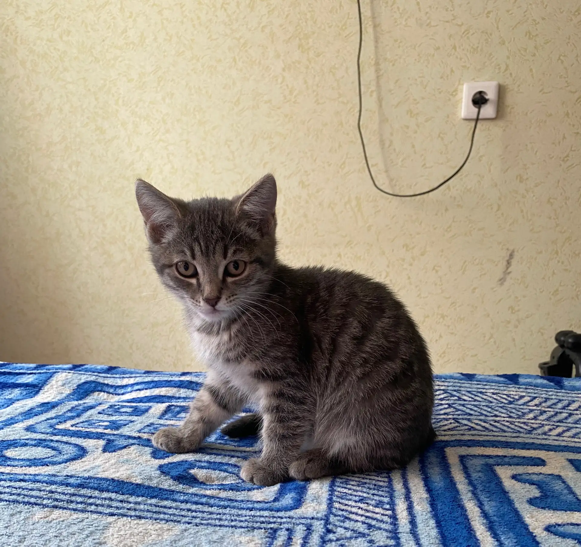 Найдена кошечка , была снята с дерева на Ленинградской возле Пятерочки (бывший хлебозав...