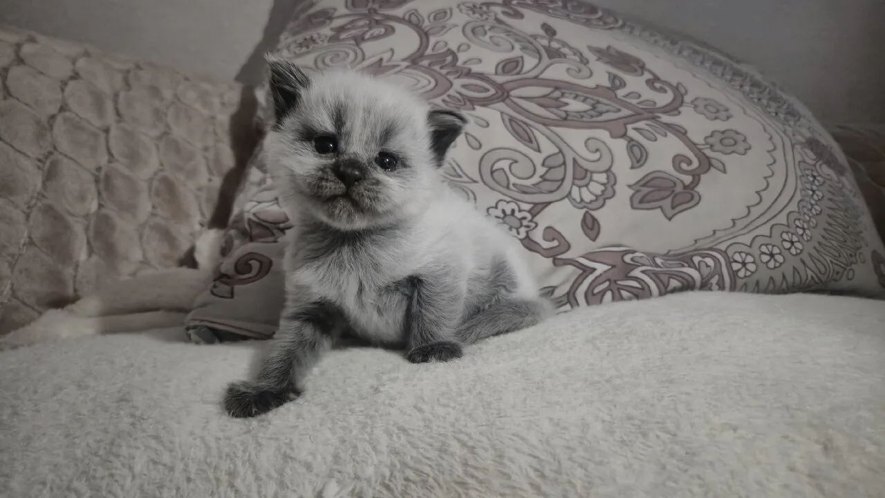 Продам котят мейн-кун, рожд. 12.09.26, 4 мальчика и девочка, Донецк