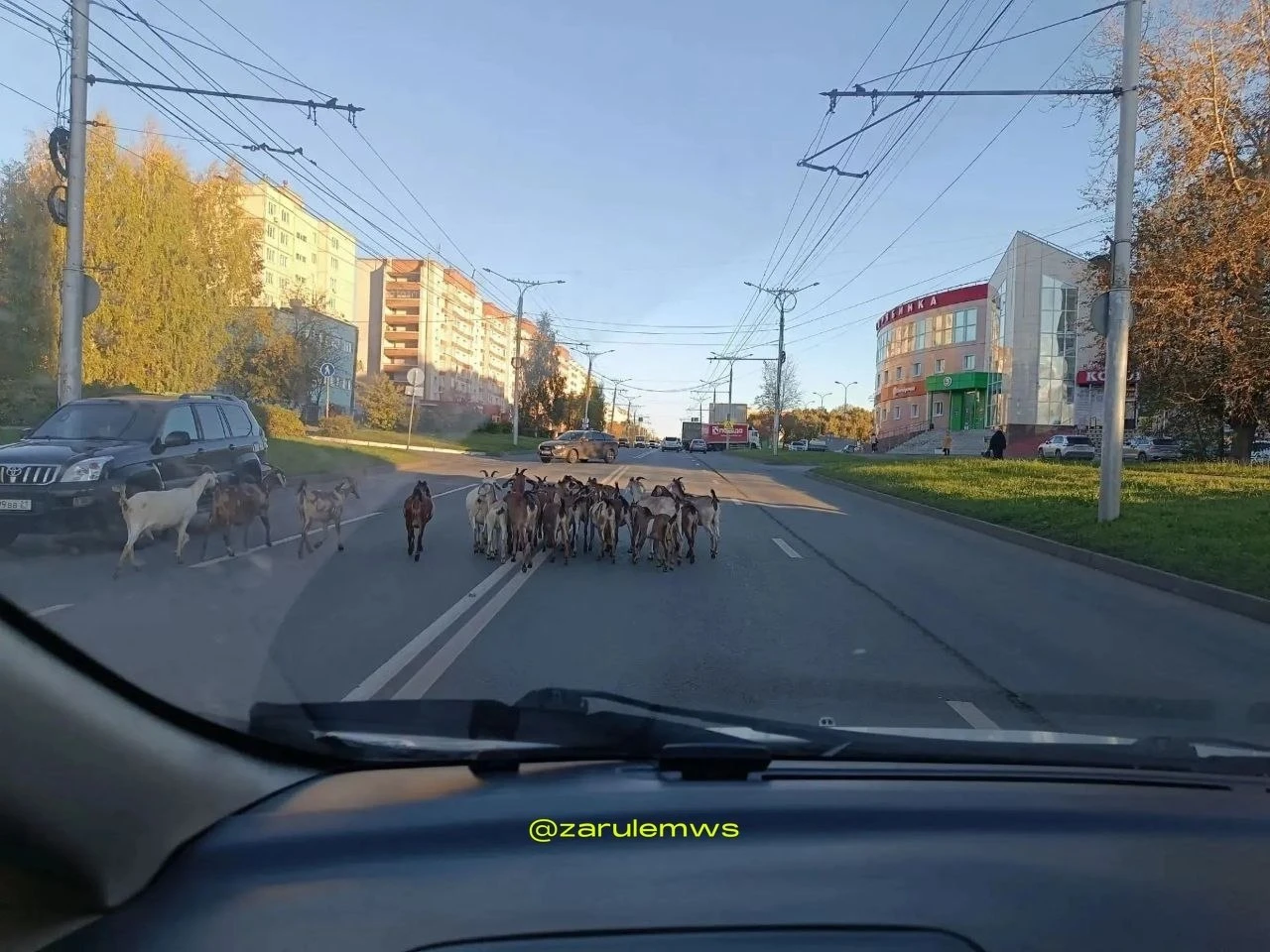 🐐 Едешь такой спокойно по Чебоксарам, а тут какие-то козлы дорогу перекрыли!
