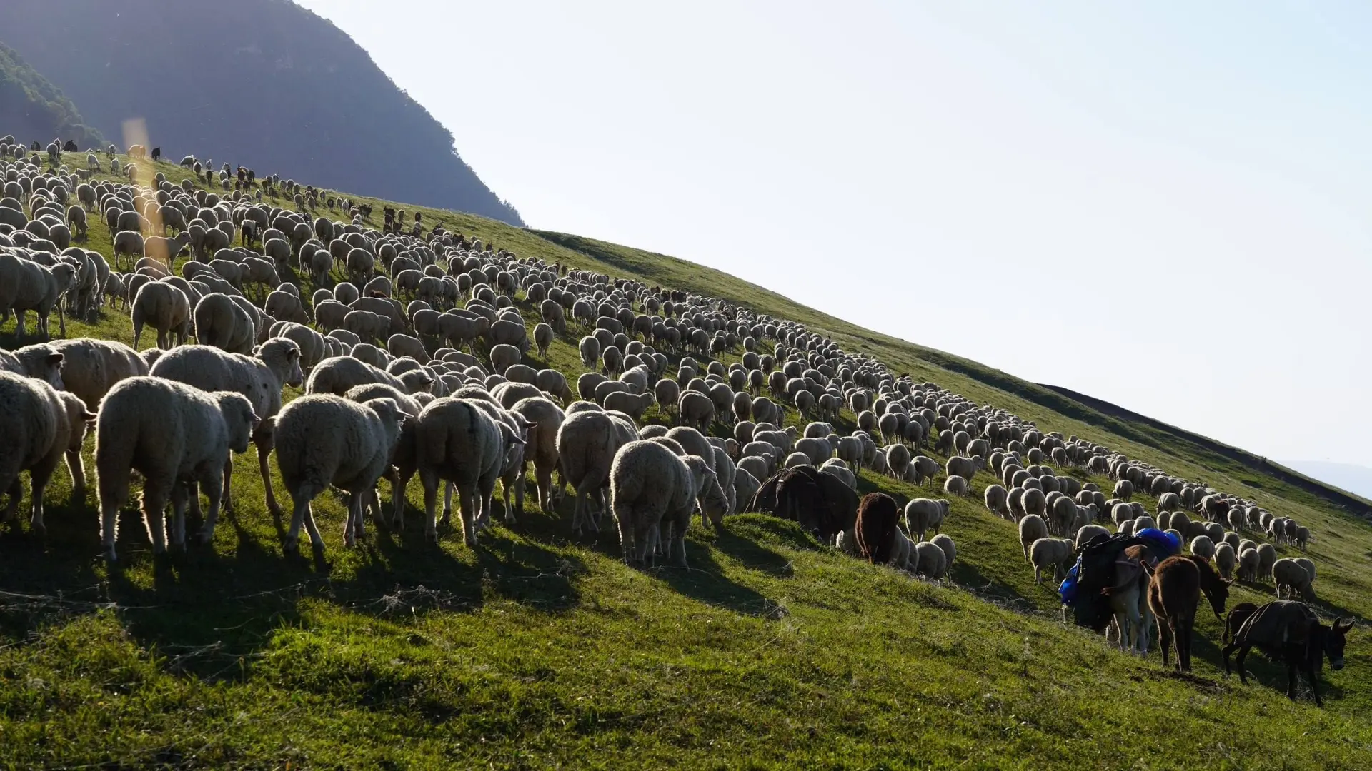 🐑 Осенний перегон скота в Дагестане — в живописных кадрах Минсельхозпрода республики