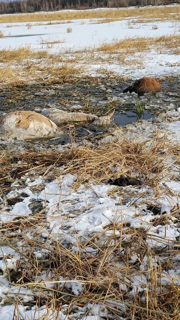 «Помните видео с коровами-моржевателями? Так вот, в соцсетях гуляет фото погибших коров...