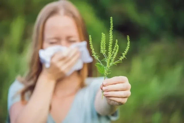 Ну, ура, товарищи-аллергики! 🌾