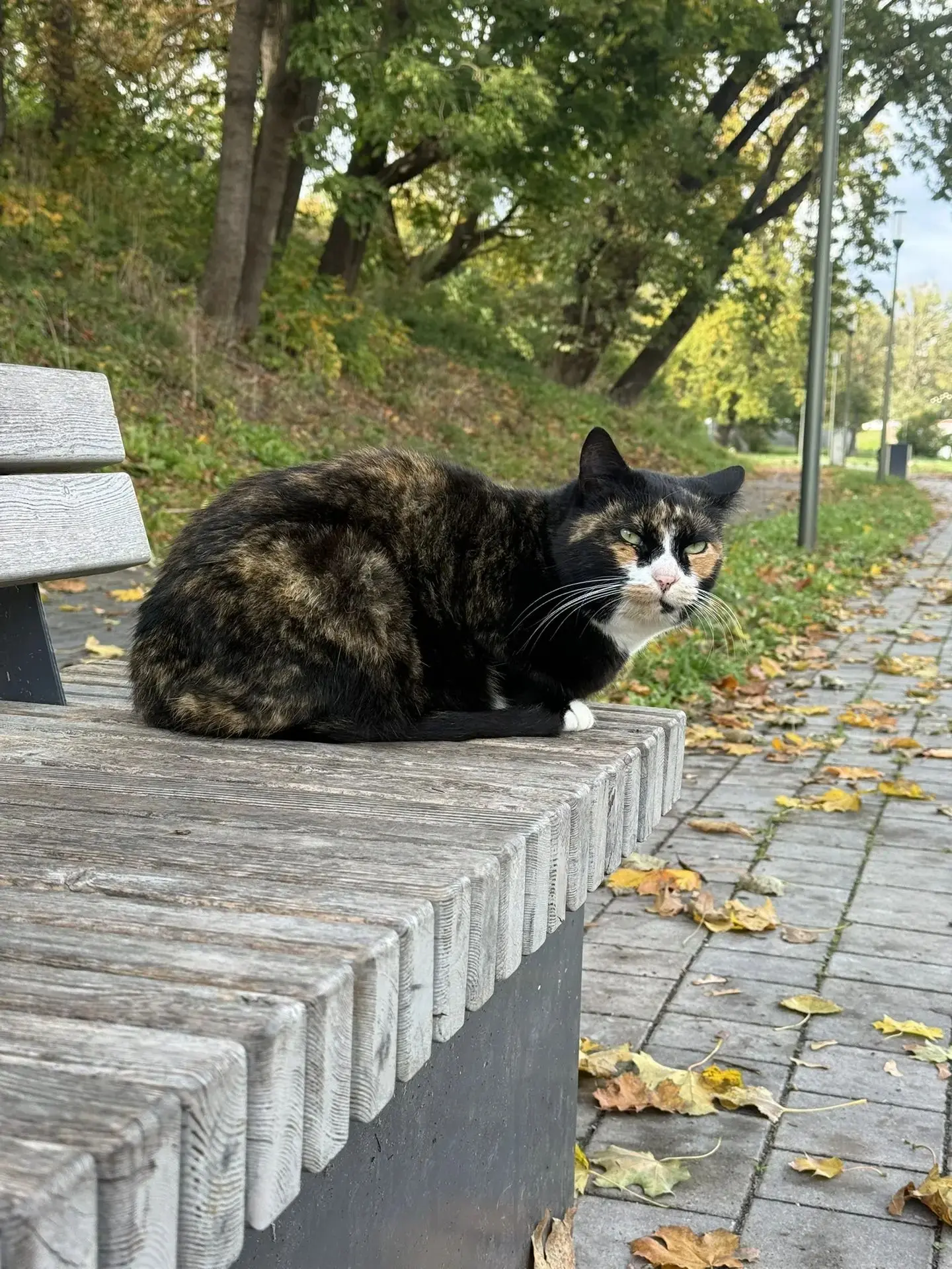Немного милоты в ленту. Котейка в Городской долине.
