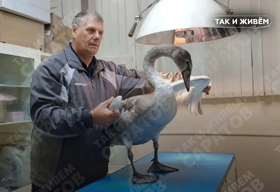 😍Неравнодушные грибники спасли раненого лебедя