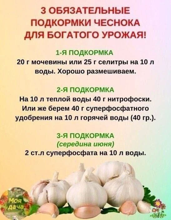 Подкормки для чеснока