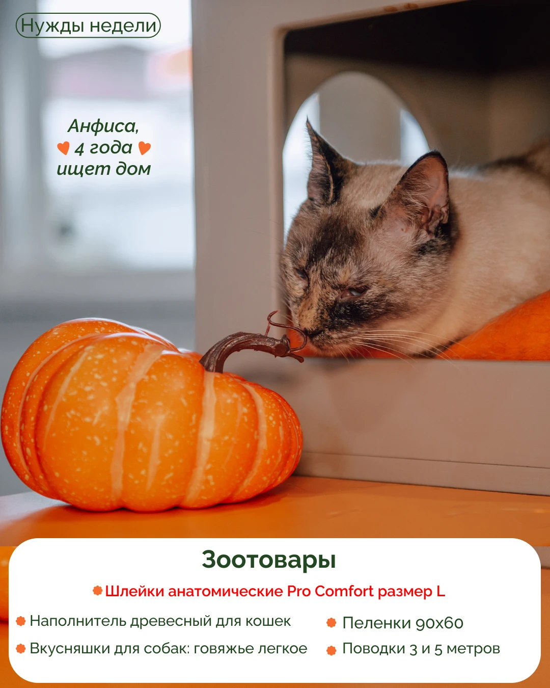 Нужды приютов 🐾