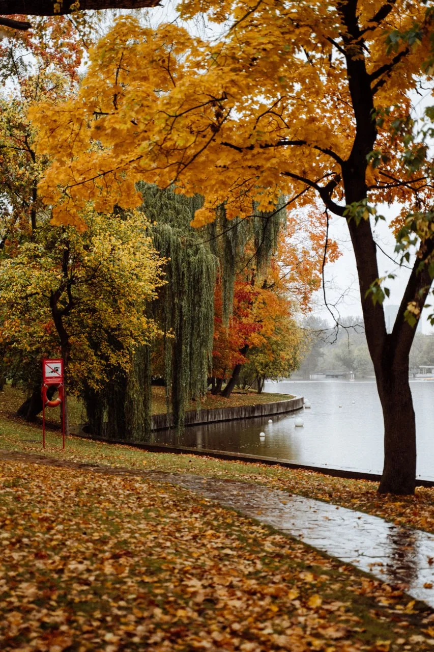 Пасмурная осень на ВДНХ: серый пейзаж и оранжевая листва 🍁