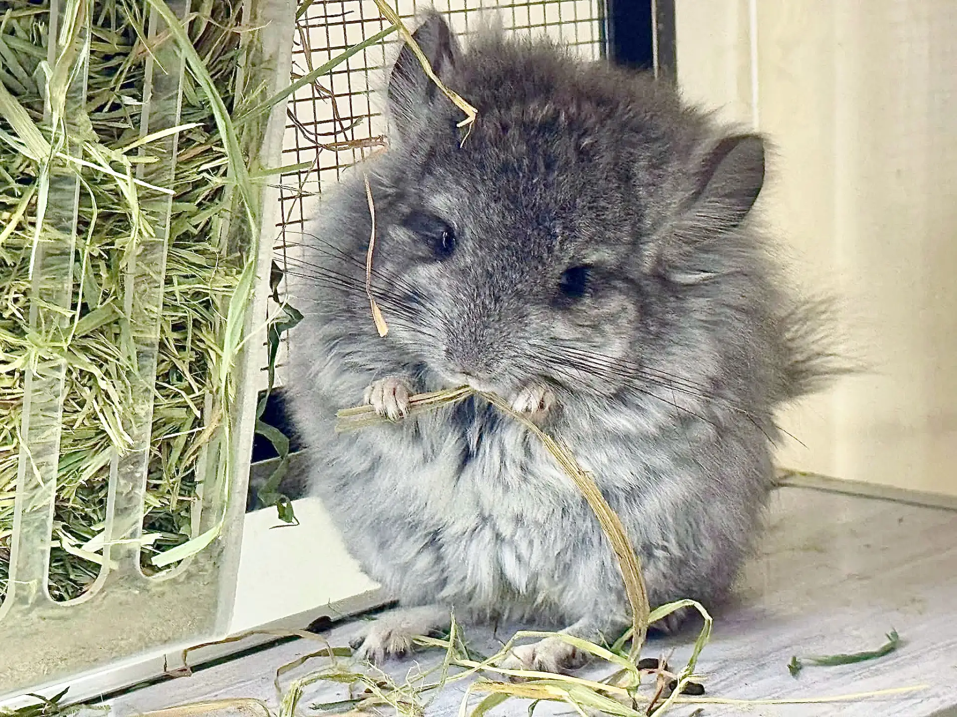 Почему шиншиллам нужно давать сено?🐭🌿
