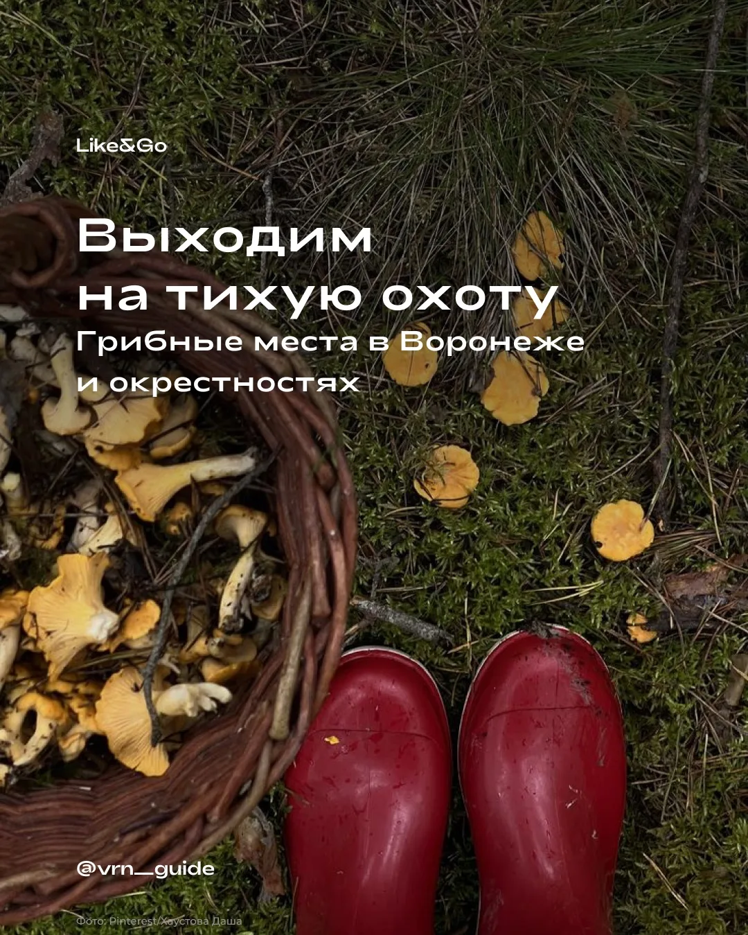 Белые, маслята, опята, рыжики🍄‍🟫
