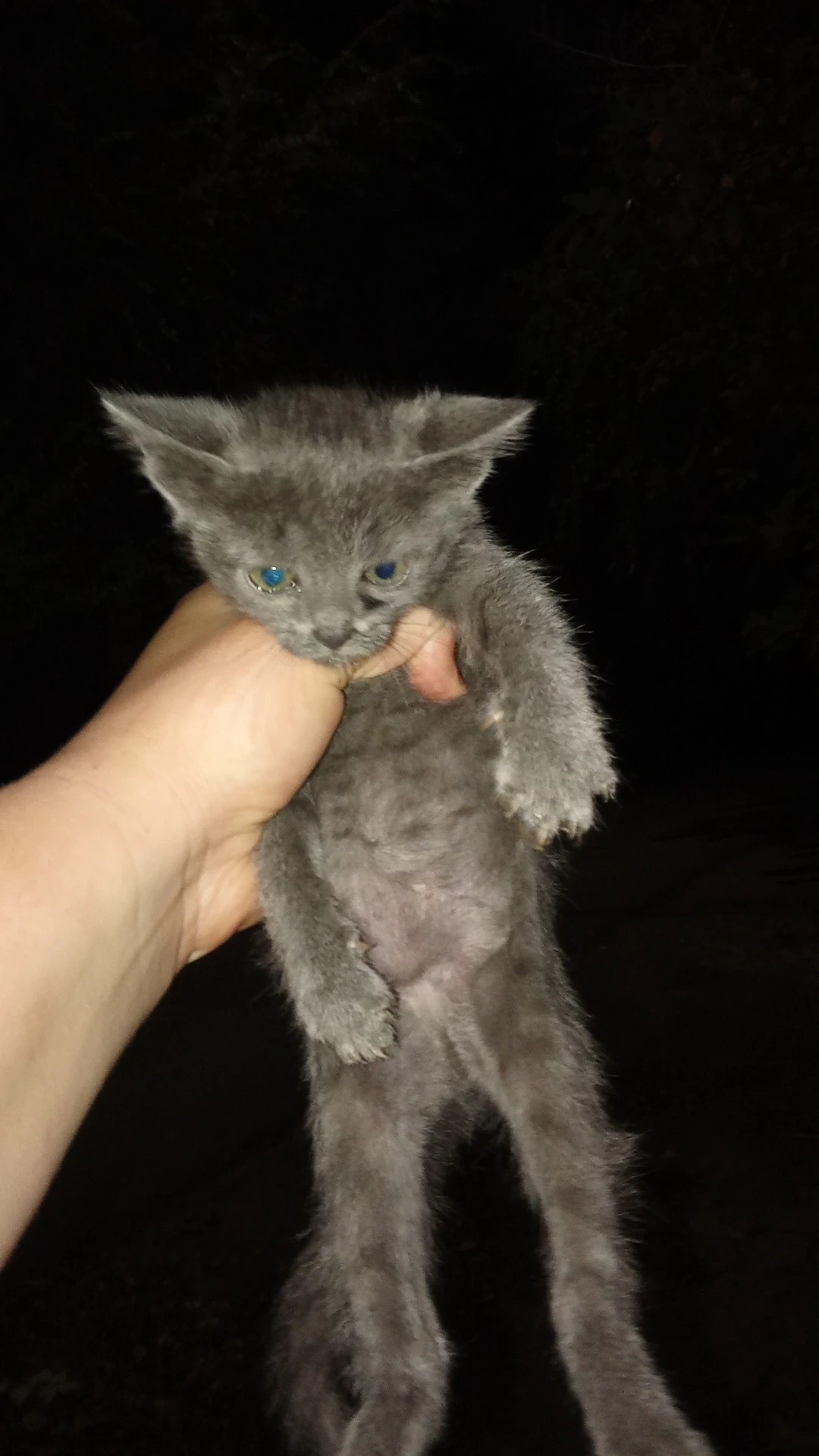 Нашли котят, им по два месяца, скоро зима, забрать домой сама не могу, потому что у сам...