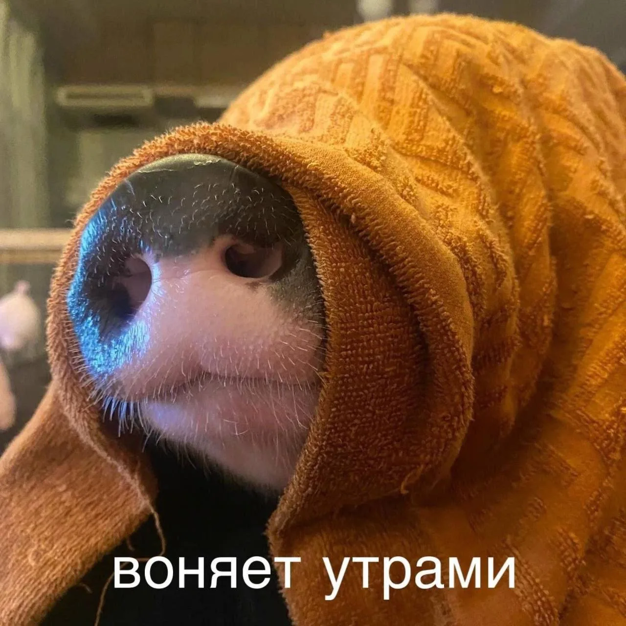 МЕМАСНАЯ