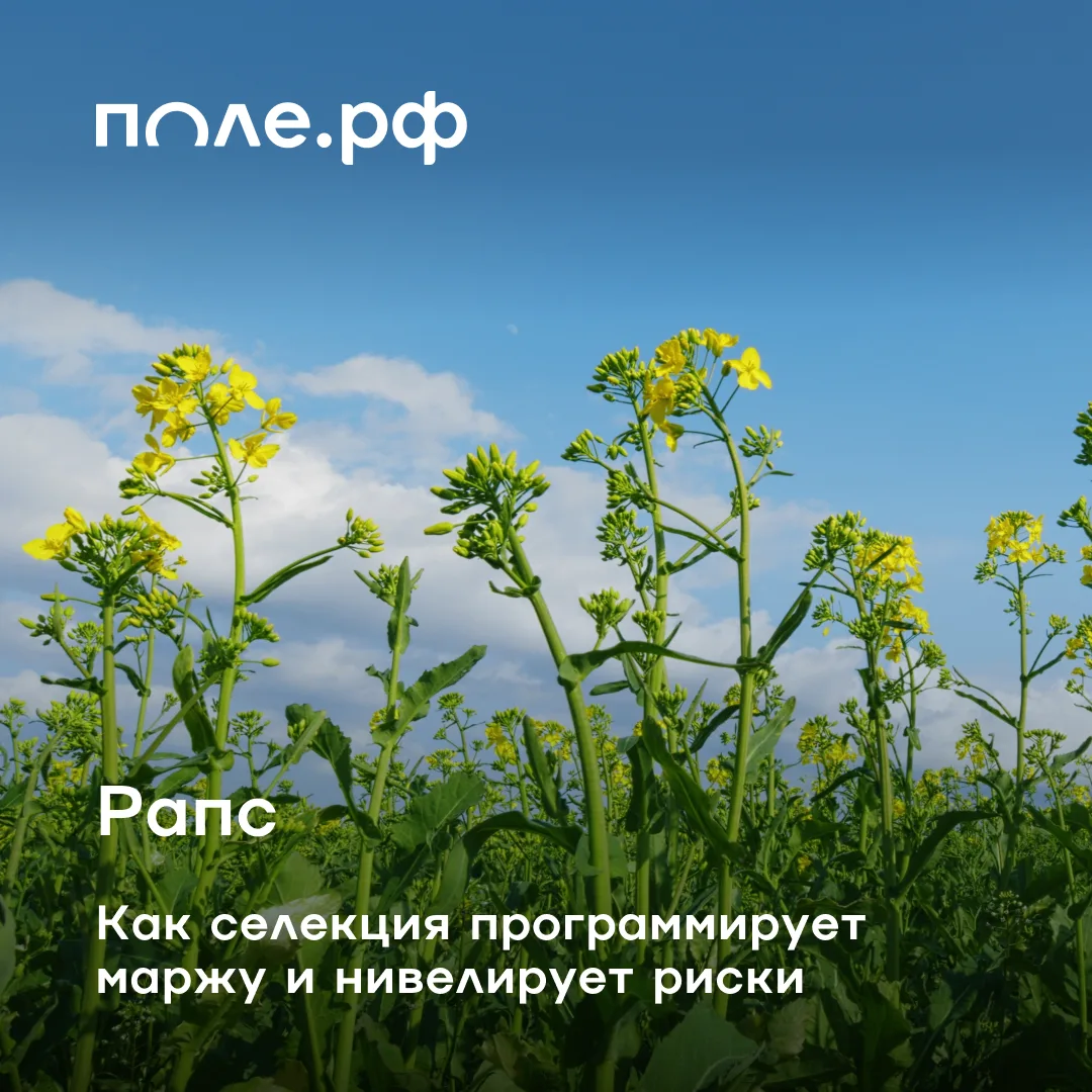 🧑‍🌾 При возделывании рапса нельзя надеяться только на везение с погодой или хорошую к...