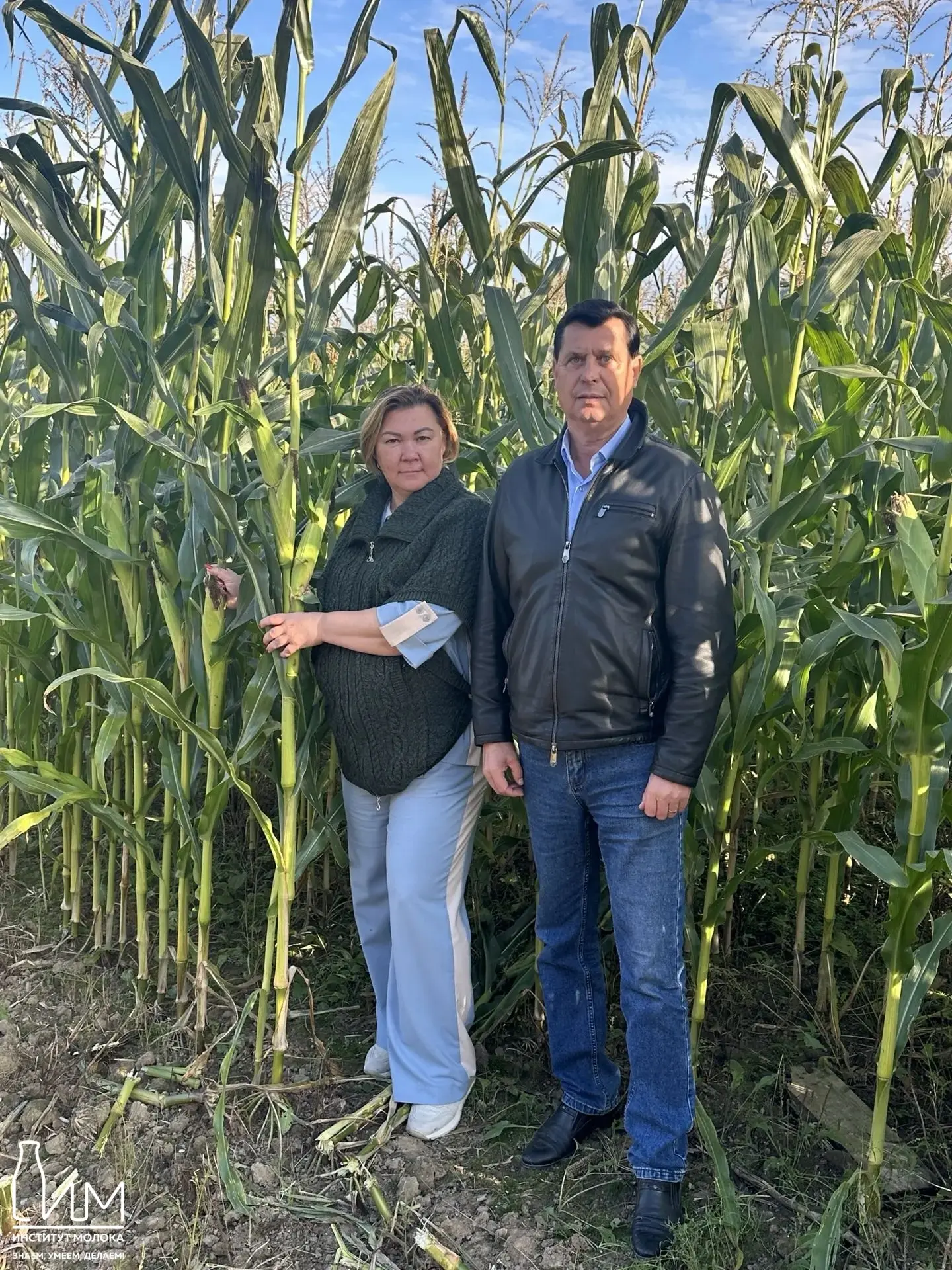 🌽 Как в «Головково» получают кукурузу высотой 4 метра