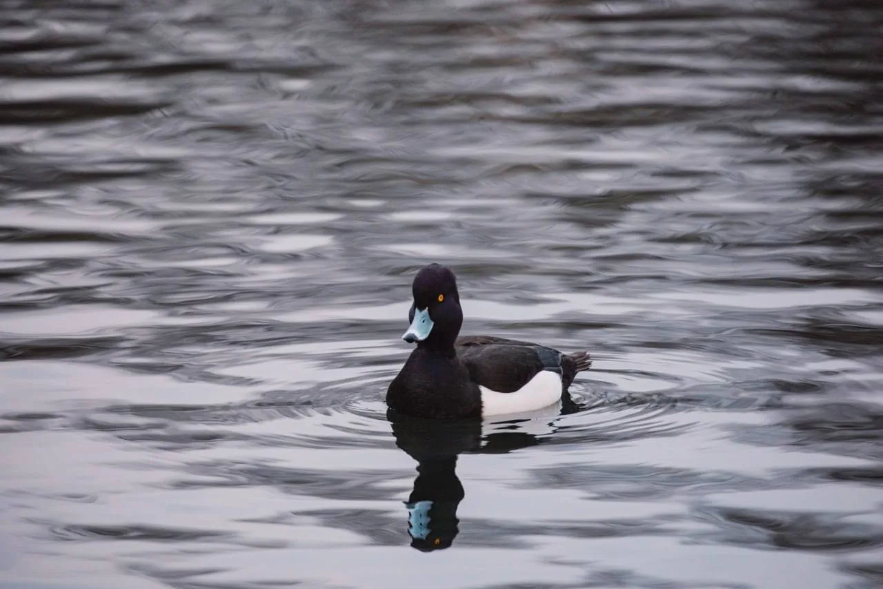🦆Хохлатая чернеть в Парке Горького.