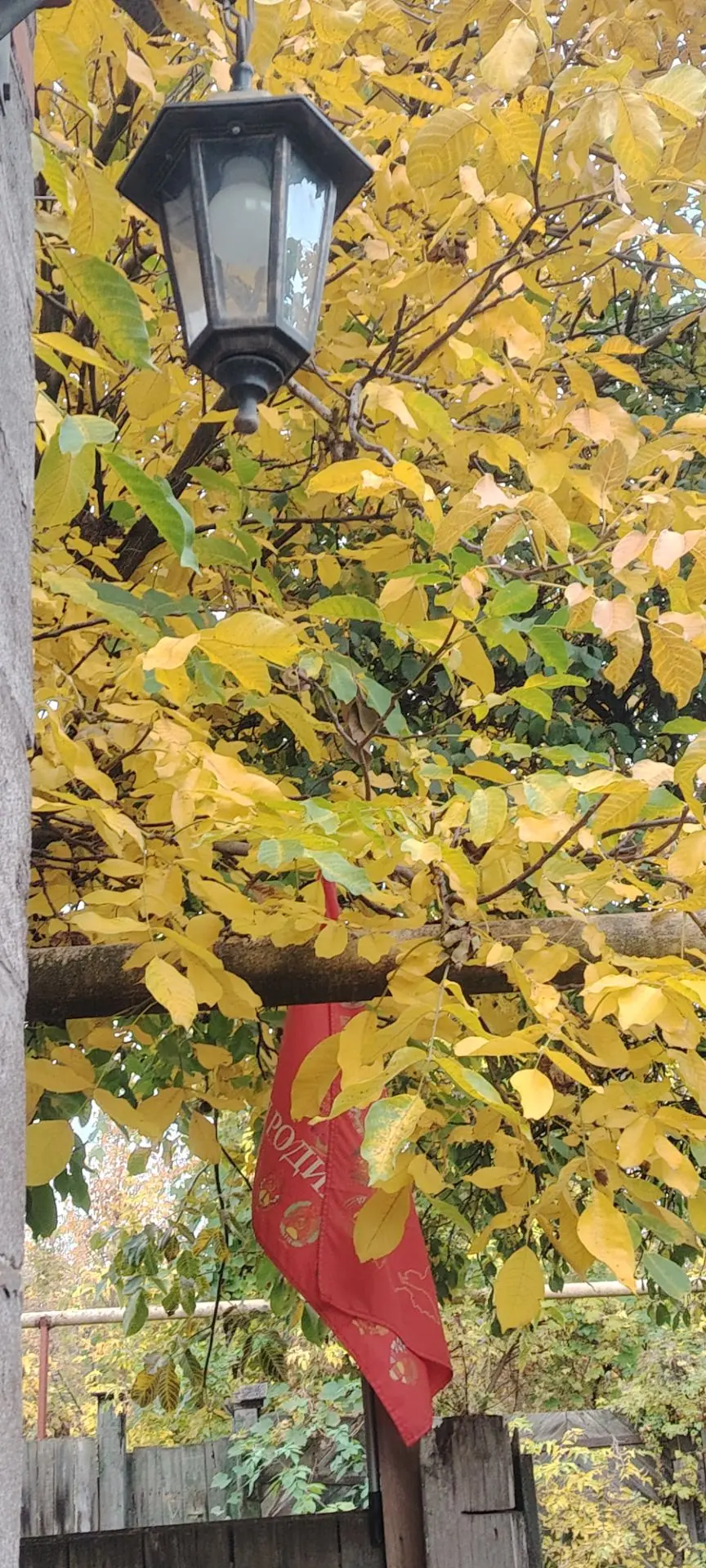 Как же прекрасен орех возле нашего дома. 😊🍁🌳✊