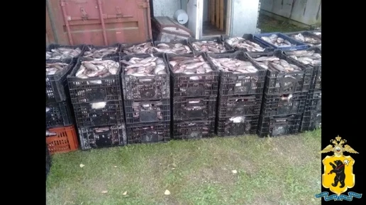 В Ярославской области предприниматель приобрел почти 40 тысяч незаконно добытых рыб