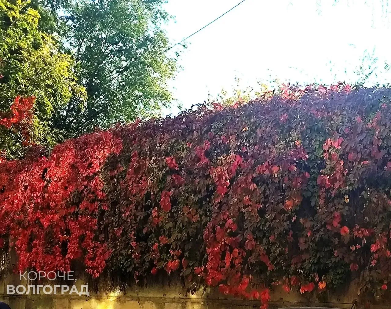 «Люблю я пышное природы увядание,