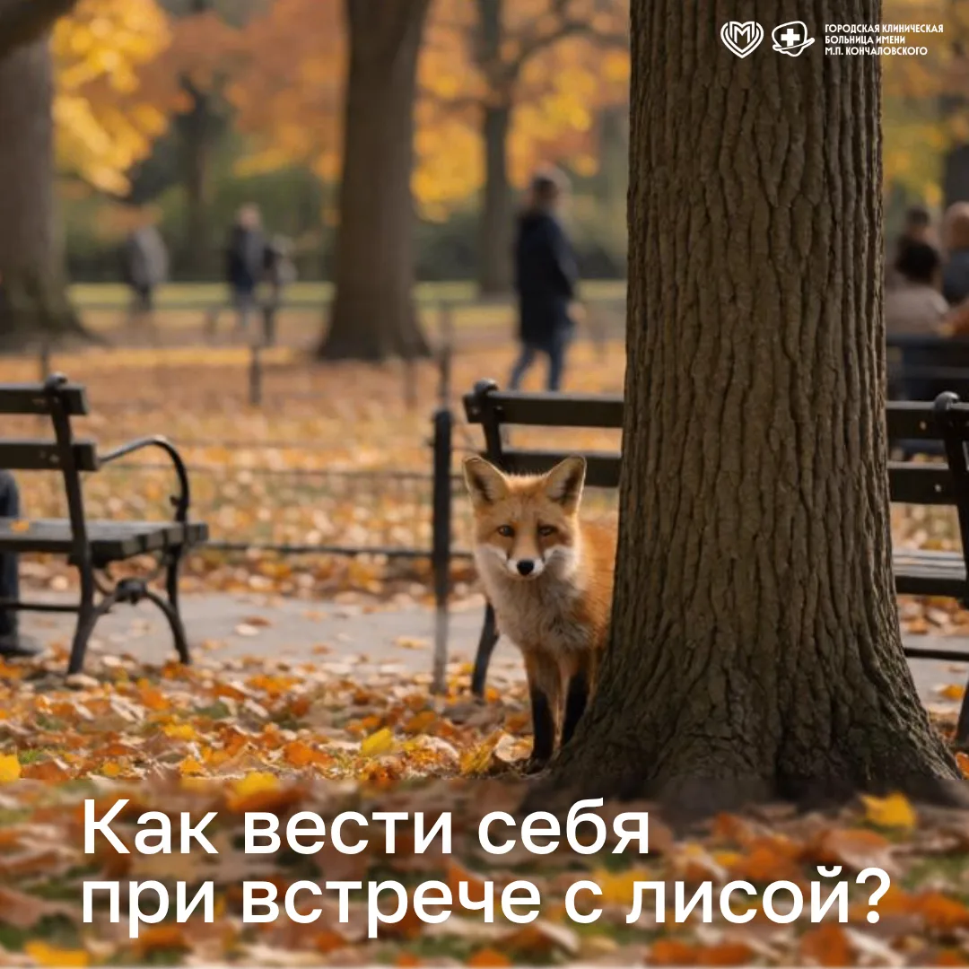 🦊 Встретили лису в городе? Вот, что важно знать.