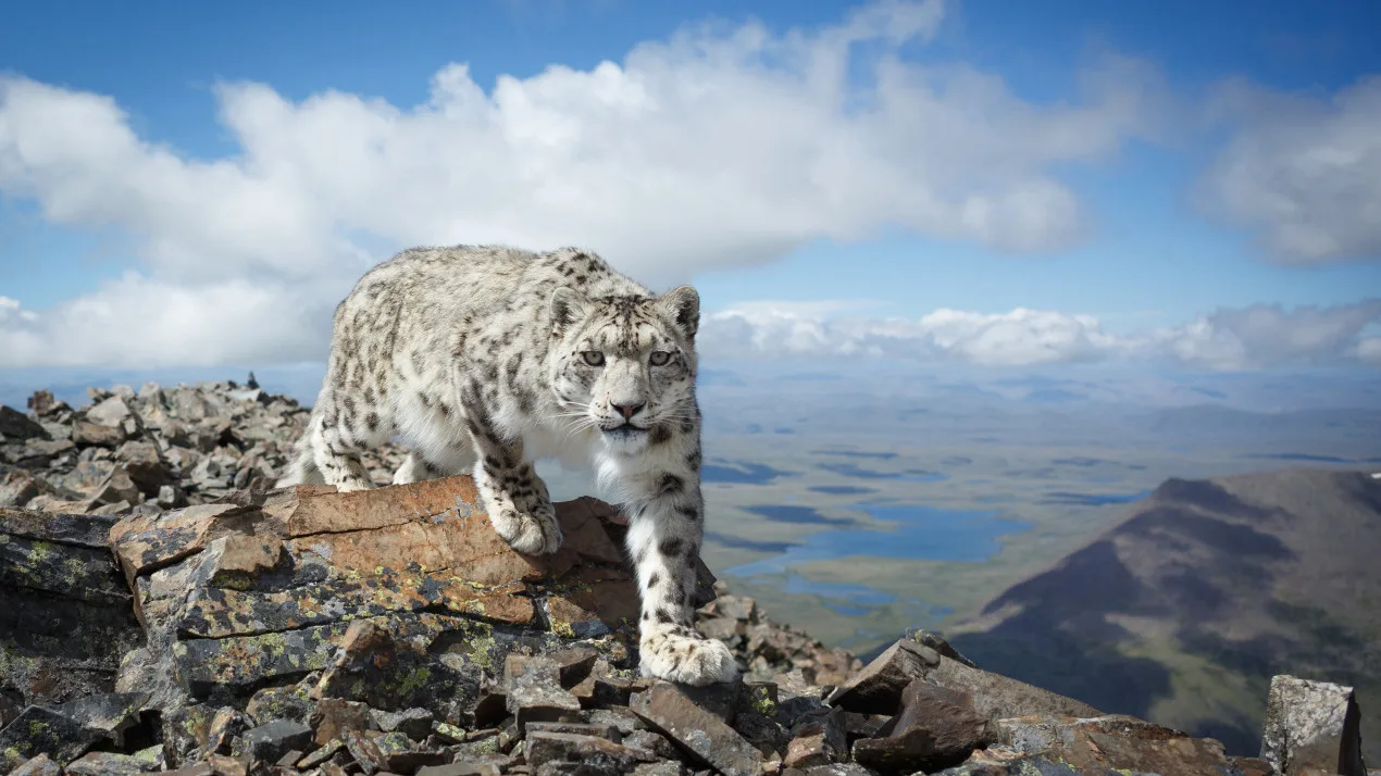 🐆 В исторической части зоопарка Казани поселят снежных барсов после реконструкции