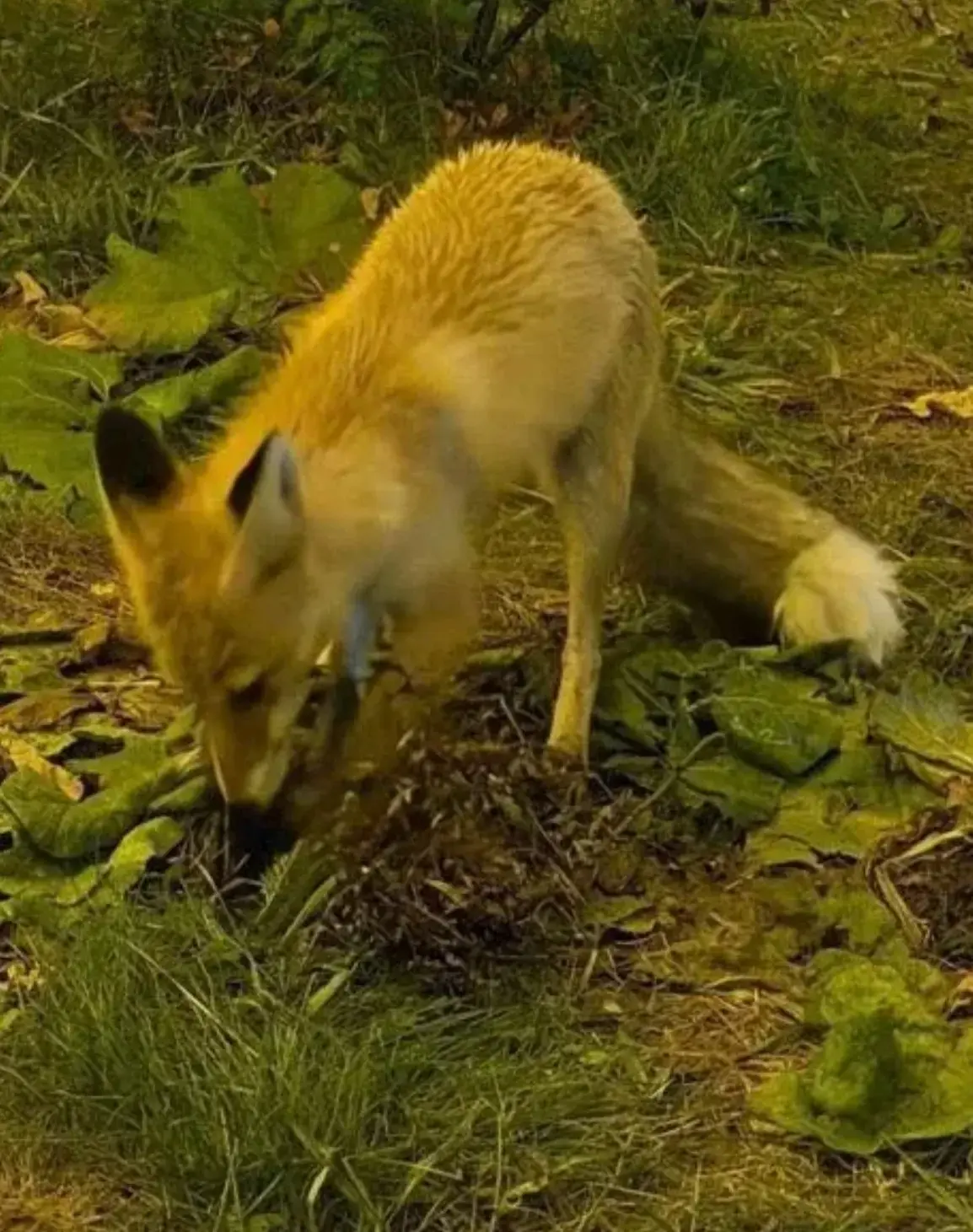 🦊 Лисы снова пришли в Чурилово
