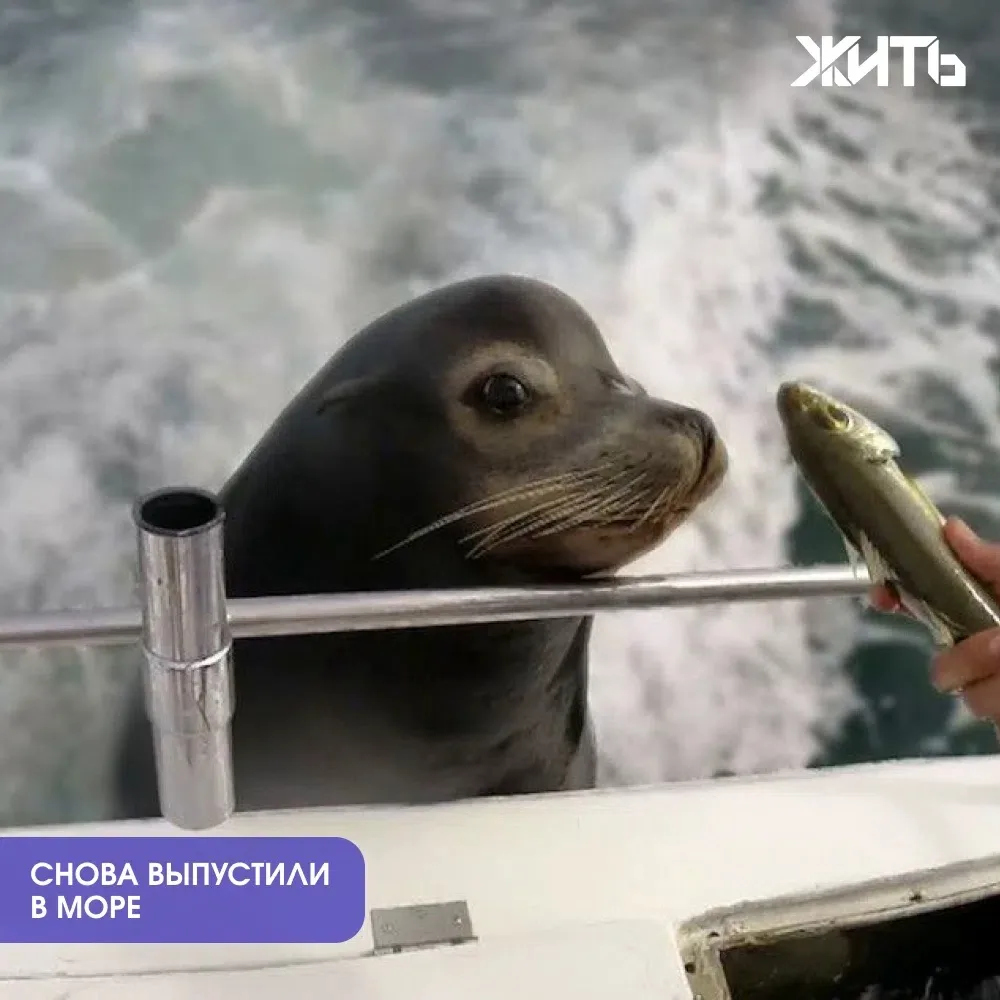 Тюленя, которого дважды спасали в Приморье, снова выпустили в море