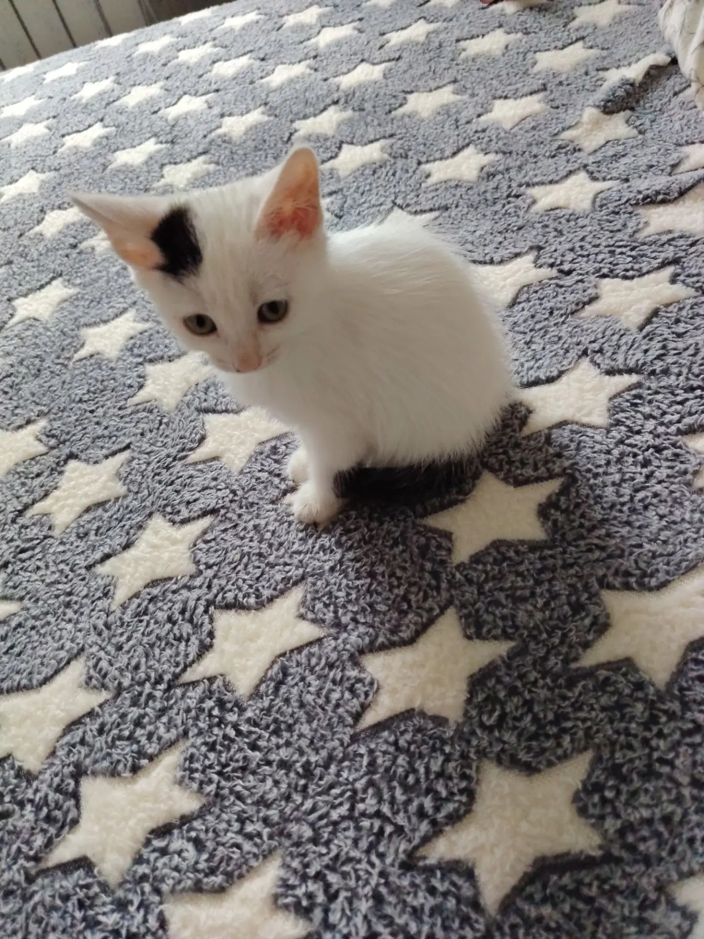 Котята в добрые руки, беленький мальчик, и две девочки, кушают всё, к лотку приучены. 8...