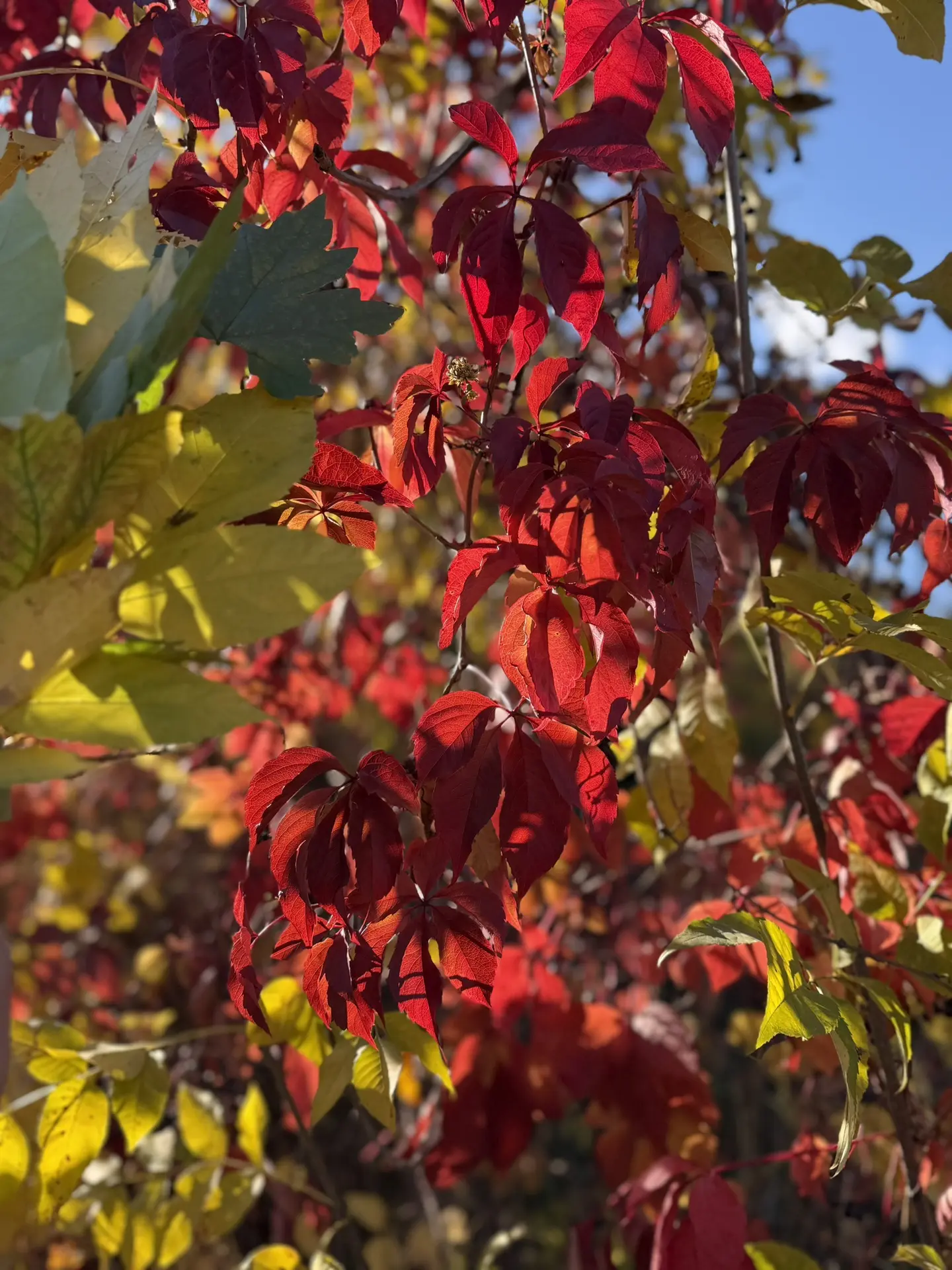 Какое красивое время года 🍂 🍃 🍁