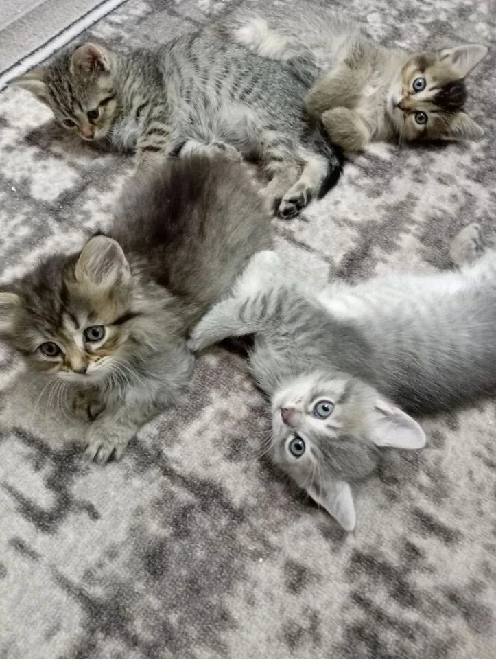 Отдам котят в добрые руки, к лотку приучены, кушают сами, т. 8-918-07-69-075