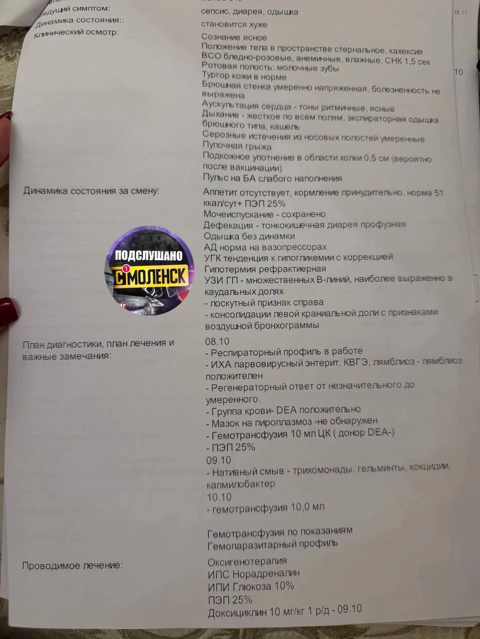🚨Смоляне просят проверить заводчицу, у которой умер щенок 📌Наш подписчик… — публикация канала «Подслушано Смоленск»