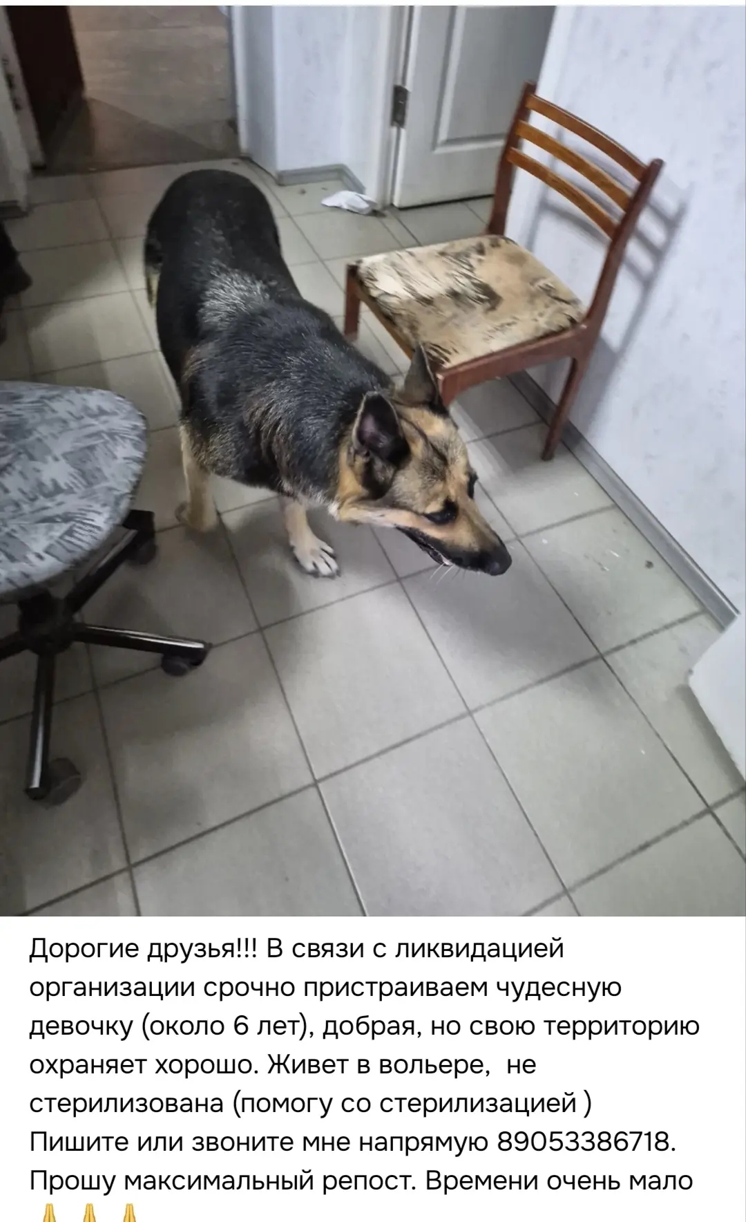 Ребята! Лично видела эту собаку, она и хороший друг и охранник!