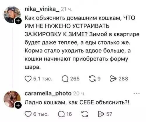 Из-за аномальной погоды манул Тимофей утром начинает зажировку, а уже в обед идёт в спо...