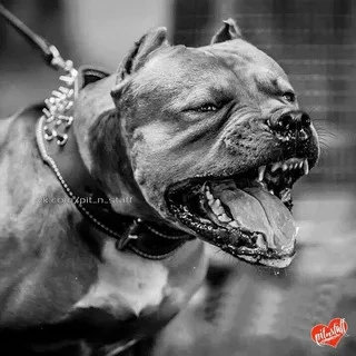 😱🐶 «Отгрыз бабушке ногу»: в Лысьве осудят хозяина стаффордширского терьера, напавшего...