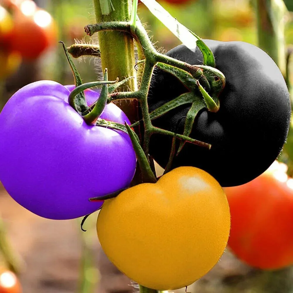 Помидоры творят чудеса 🍅