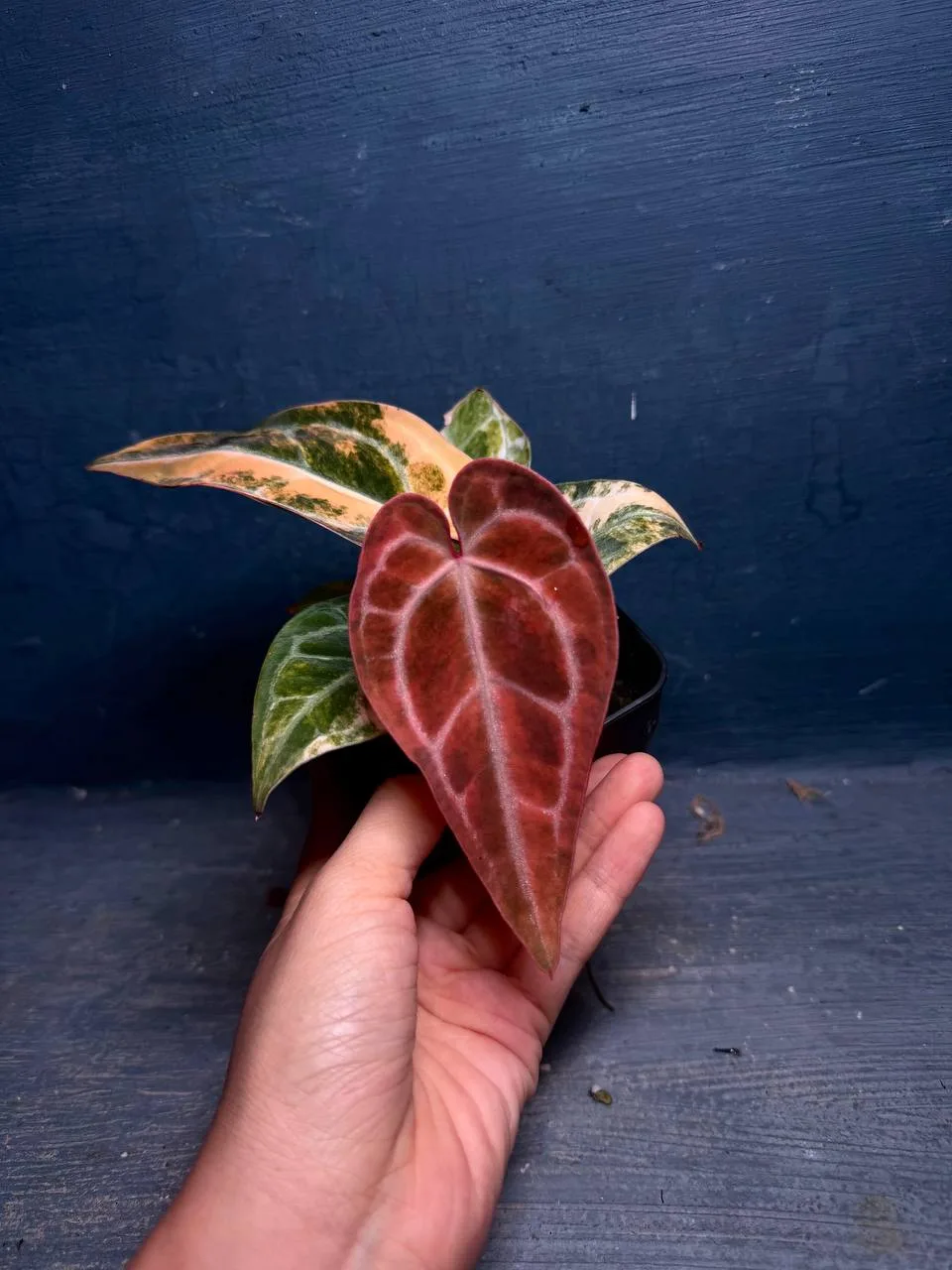 Антуриум Crystall aurea x Red crystall