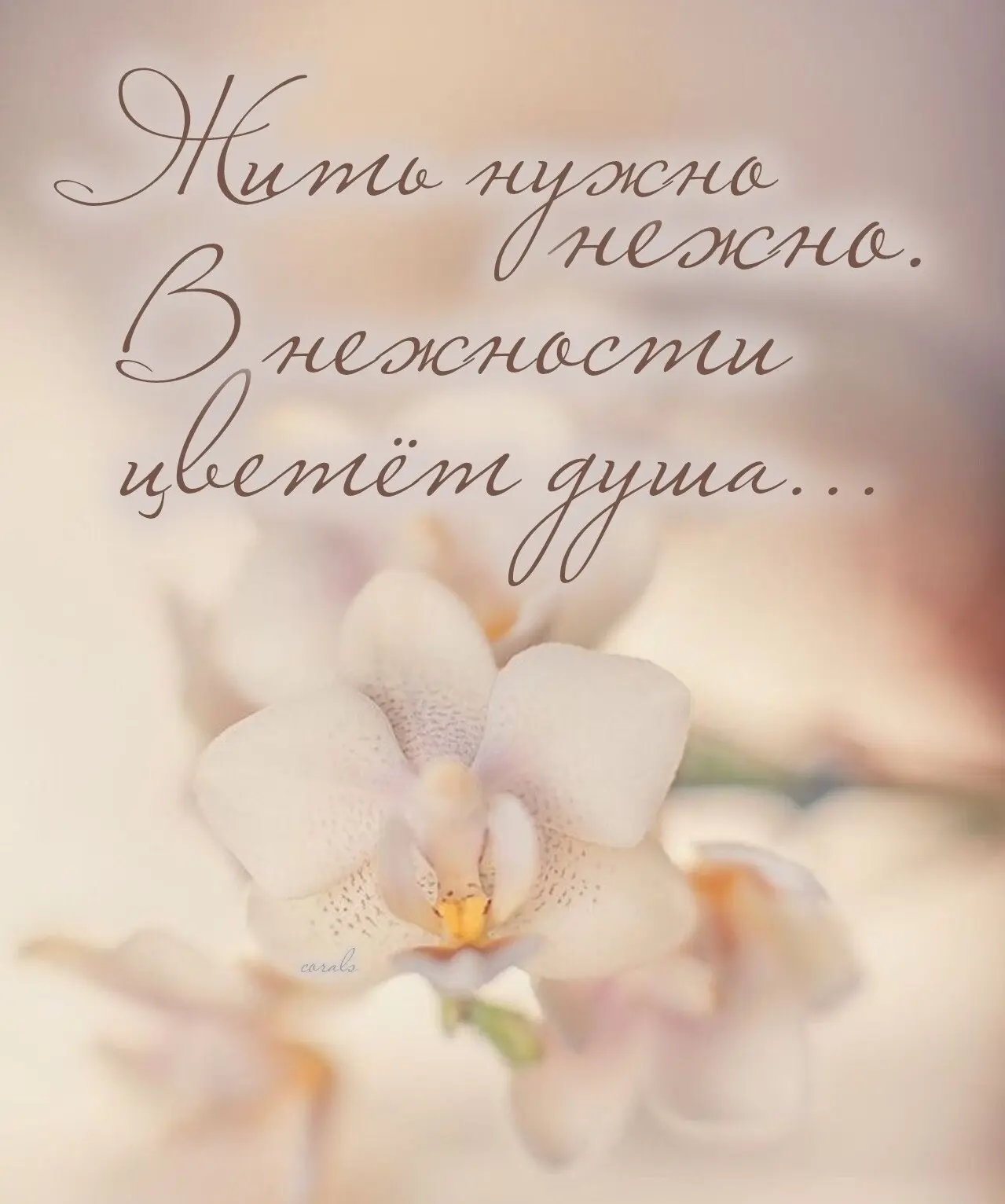 🇷🇺  Мы в МАХ : https://max.ru/dusha_angela_new